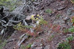 Oenothera argillicola