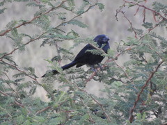 Crotophaga sulcirostris