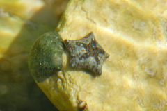 Patiriella
