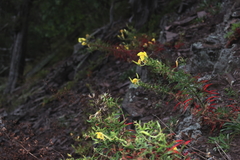 Oenothera argillicola