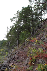 Oenothera argillicola