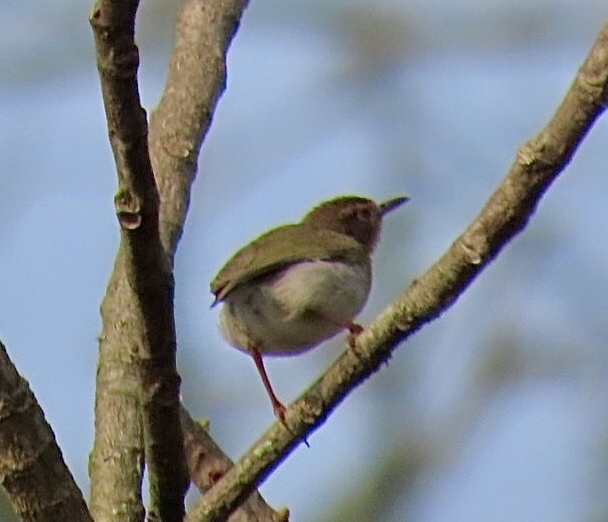 Green Crombec (Sylvietta virens), photo 3