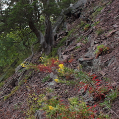 Oenothera argillicola