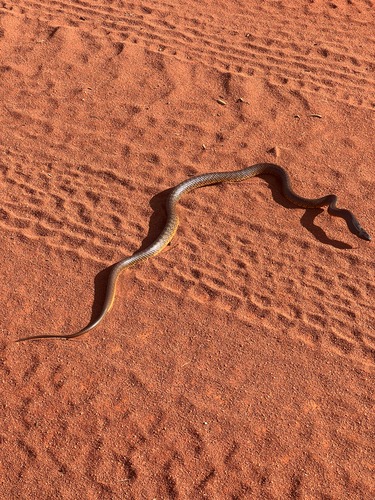 Western Brown Snake sighting