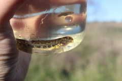 Cobitis paludica