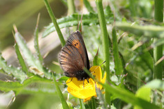 Erebia epiphron