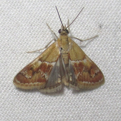 Noctueliopsis bububattalis