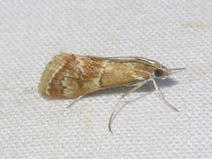 Noctueliopsis bububattalis