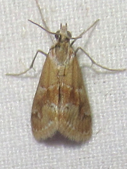 Noctueliopsis bububattalis
