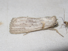 Catabena lineolata