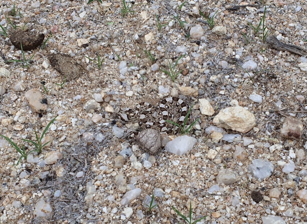 Horned Adder