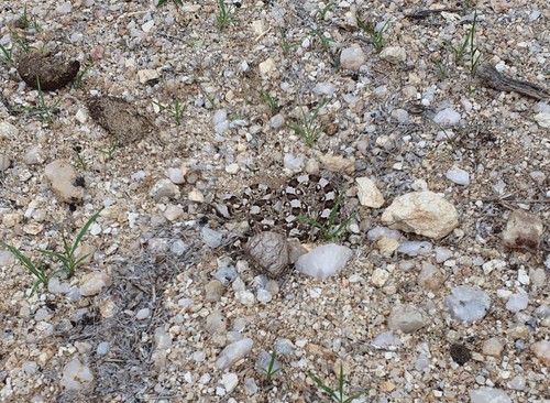 Horned Adder