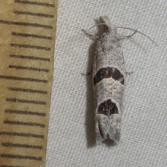 Pelochrista mirosignata