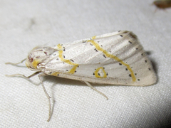 Philtraea paucimacula