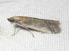 Phycitodes mucidella