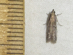 Phycitodes mucidella