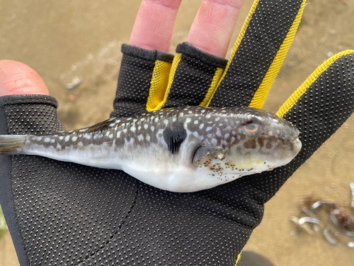 Takifugu porphyreus observed 2025-12-18
