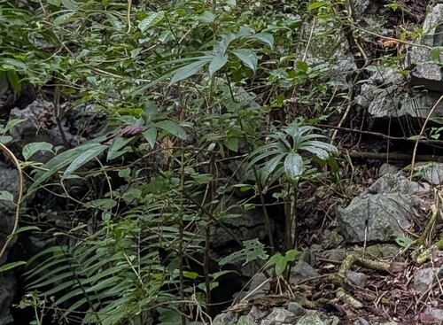 Anthurium pedatoradiatum, photograph 4