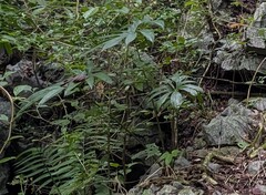 (c) Zac Peterson, some rights reserved (CC BY) Anthurium pedatoradiatum, photograph (c) Zac Peterson, some rights reserved (CC BY)