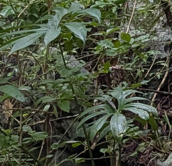 Anthurium pedatoradiatum