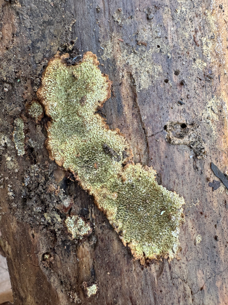Dentocorticium portoricense · December 2025 · photo: © jeffdc (iNaturalist, cc-by)