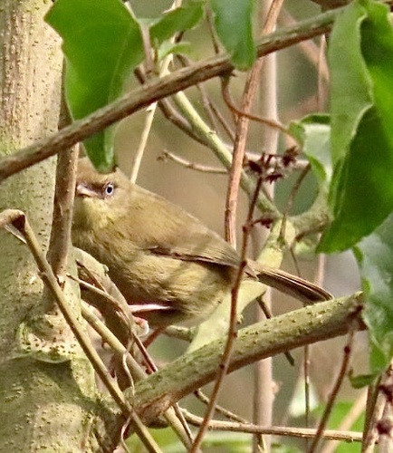 Pulitzer's Longbill (Macrosphenus pulitzeri), photo 2