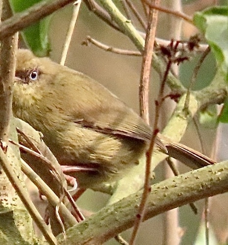 Pulitzer's Longbill (Macrosphenus pulitzeri), photo 4