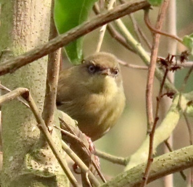 Pulitzer's Longbill (Macrosphenus pulitzeri), photo 5