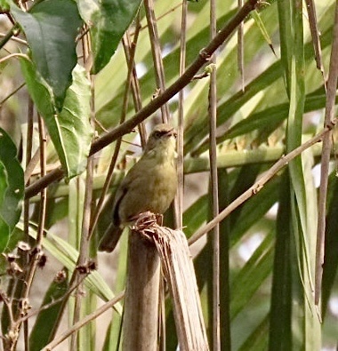 Pulitzer's Longbill (Macrosphenus pulitzeri), photo 6