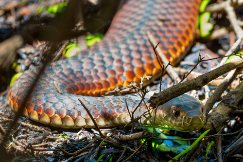 Lowlands Copperhead sighting