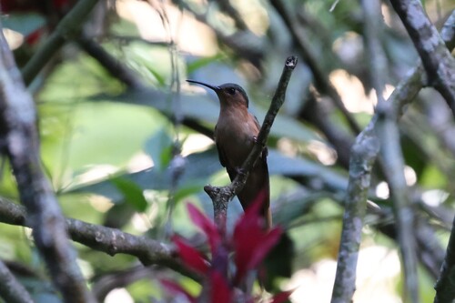 Rufous Sabrewing (Pampa rufa), photo 3