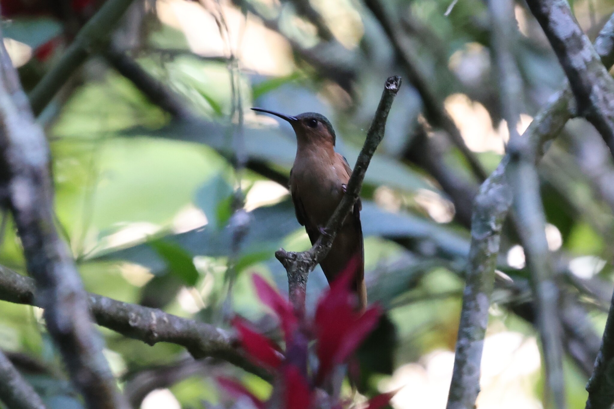 Rufous Sabrewing (Pampa rufa), photo 3