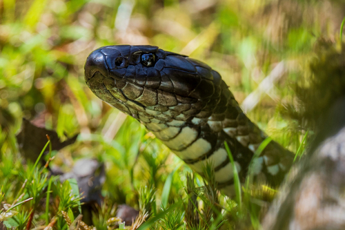 Tiger Snake sighting