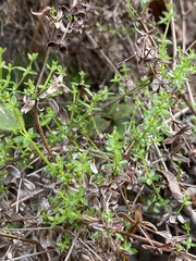 Galium porrigens porrigens
