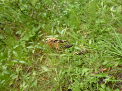 Carex spectabilis