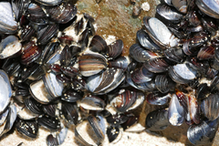Mytilisepta