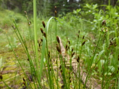 Juncus drummondii