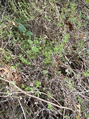 Galium porrigens porrigens