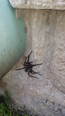 Cyrtopholis portoricae