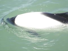 Cephalorhynchus commersonii