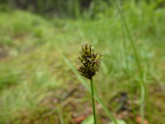 Carex pachystachya