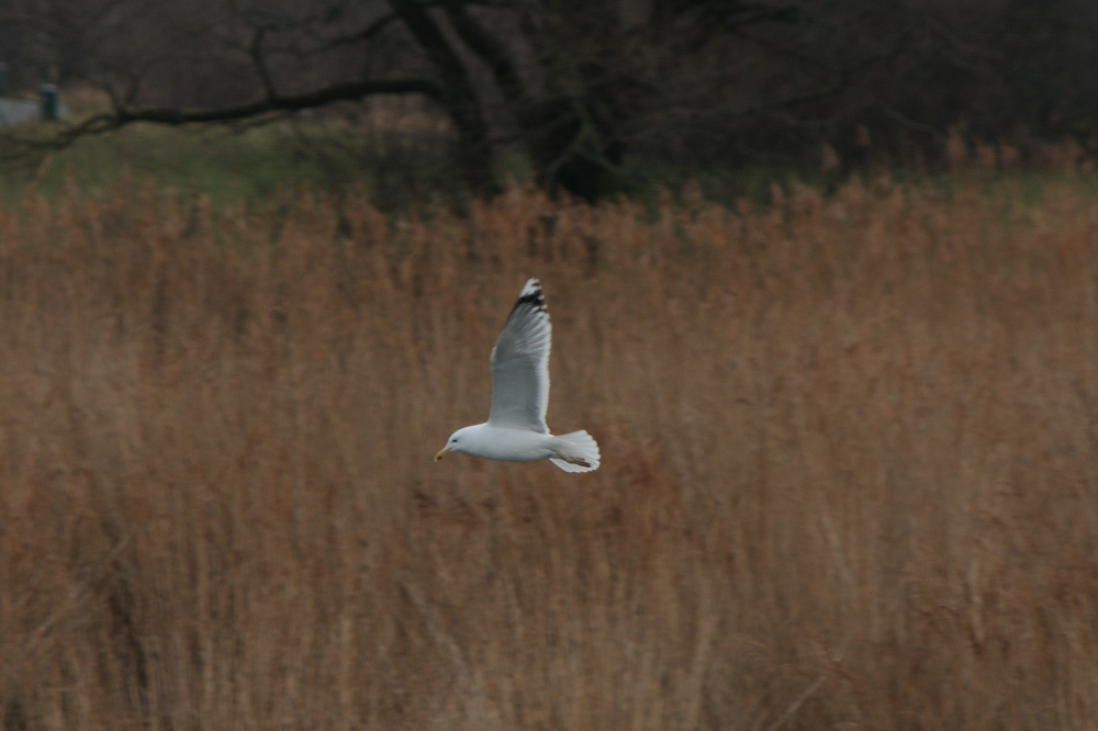 Caspian Gull