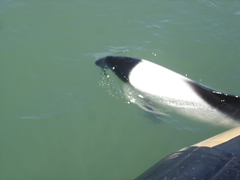 Cephalorhynchus commersonii