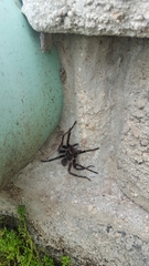 Cyrtopholis portoricae