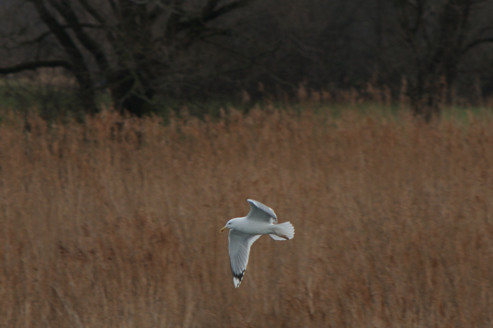 Caspian Gull