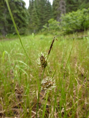 Carex spectabilis