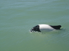 Cephalorhynchus commersonii