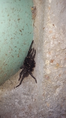 Cyrtopholis portoricae