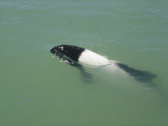 Cephalorhynchus commersonii