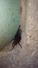 Cyrtopholis portoricae